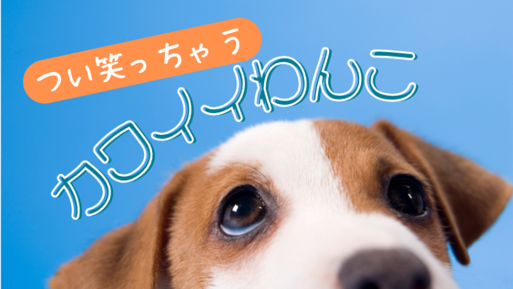 つい笑っちゃうカワイイわんこ